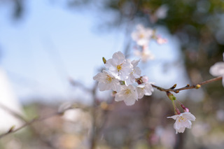 sakura2018.jpg