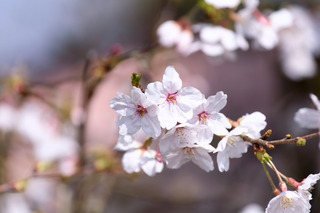 sakura2018b.jpg